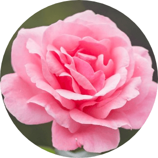 test-picture-compresed